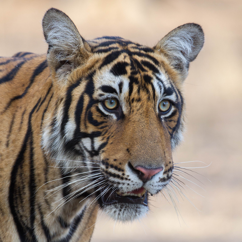 Golden Triangle Tour With Ranthambore